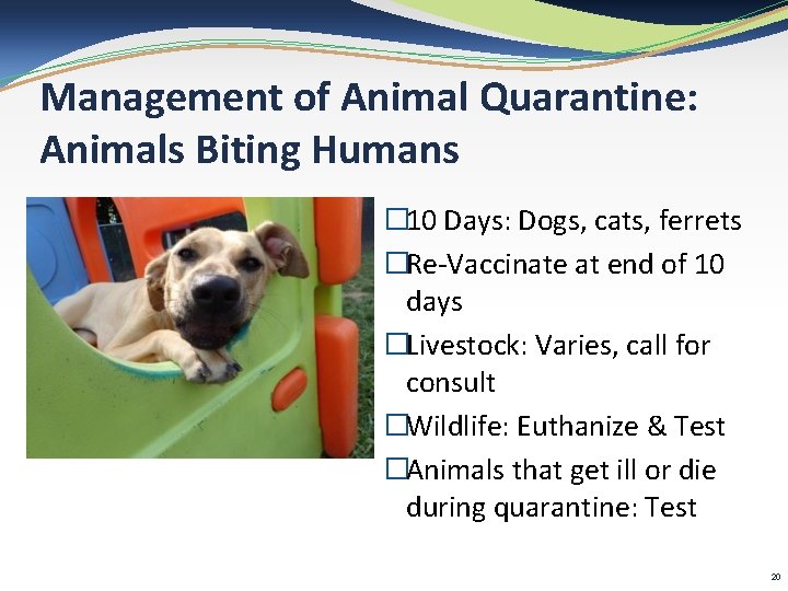 Management of Animal Quarantine: Animals Biting Humans � 10 Days: Dogs, cats, ferrets �Re-Vaccinate