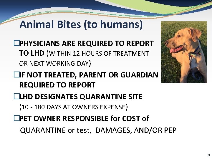 Animal Bites (to humans) �PHYSICIANS ARE REQUIRED TO REPORT TO LHD (WITHIN 12 HOURS