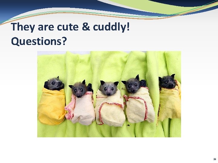 They are cute & cuddly! Questions? 28 