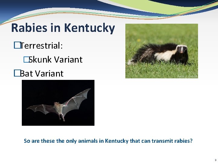 Rabies in Kentucky �Terrestrial: �Skunk Variant �Bat Variant So are these the only animals