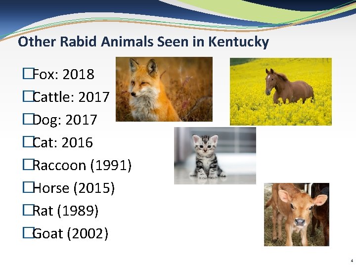 Other Rabid Animals Seen in Kentucky �Fox: 2018 �Cattle: 2017 �Dog: 2017 �Cat: 2016