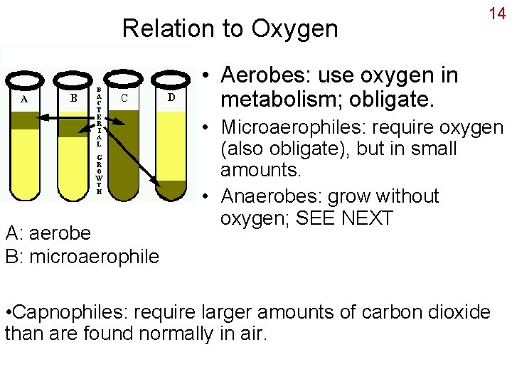 Relation to Oxygen 14 • Aerobes: use oxygen in metabolism; obligate. A: aerobe B: