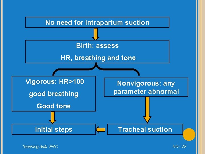 No need for intrapartum suction Birth: assess HR, breathing and tone Vigorous: HR>100 good