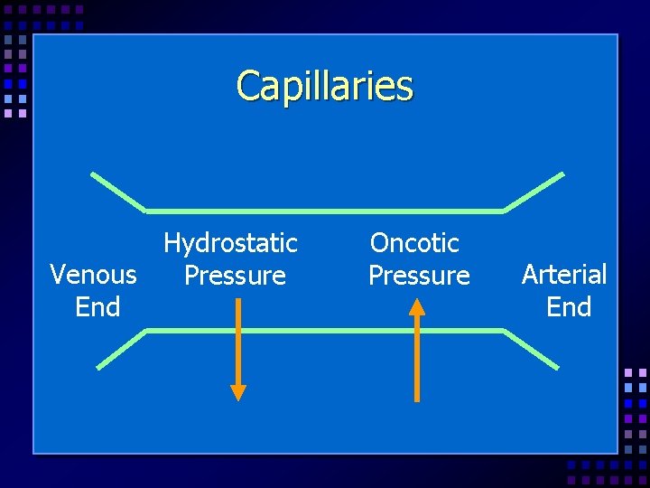 Capillaries Hydrostatic Venous Pressure End Oncotic Pressure Arterial End 