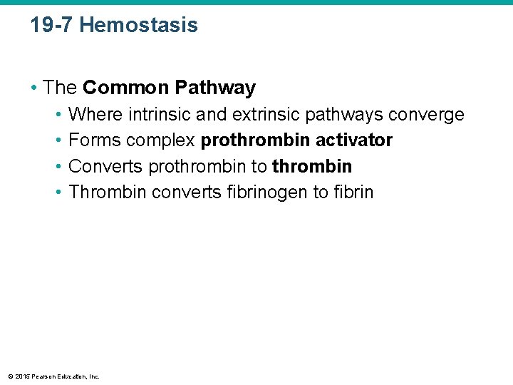 19 -7 Hemostasis • The Common Pathway • • Where intrinsic and extrinsic pathways