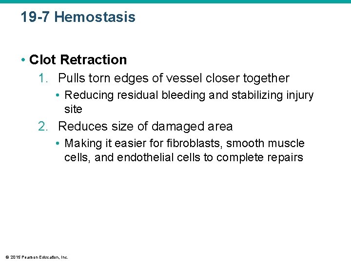 19 -7 Hemostasis • Clot Retraction 1. Pulls torn edges of vessel closer together