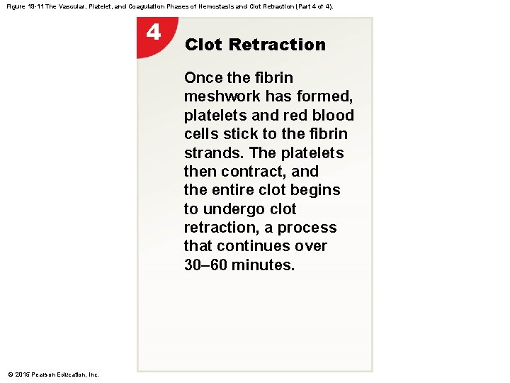 Figure 19 -11 The Vascular, Platelet, and Coagulation Phases of Hemostasis and Clot Retraction