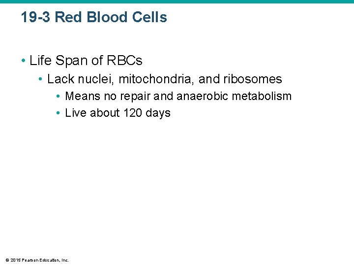 19 -3 Red Blood Cells • Life Span of RBCs • Lack nuclei, mitochondria,