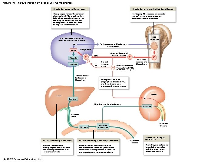 Figure 19 -4 Recycling of Red Blood Cell Components. Events Occurring in Macrophages Events