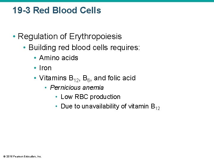 19 -3 Red Blood Cells • Regulation of Erythropoiesis • Building red blood cells