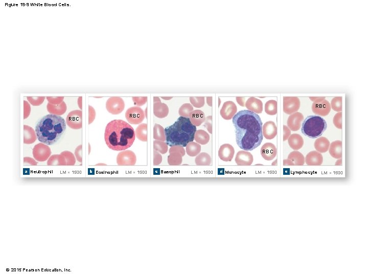 Figure 19 -9 White Blood Cells. RBC RBC RBC a Neutrophil LM × 1500