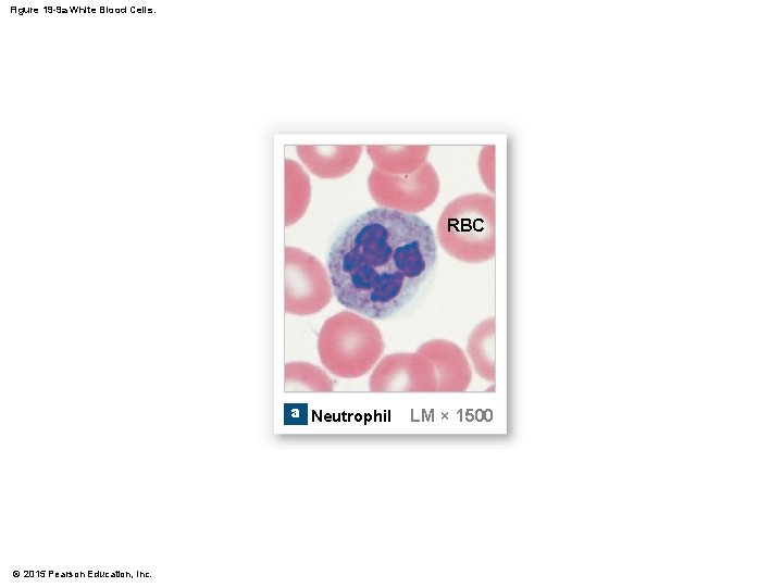 Figure 19 -9 a White Blood Cells. RBC a Neutrophil © 2015 Pearson Education,