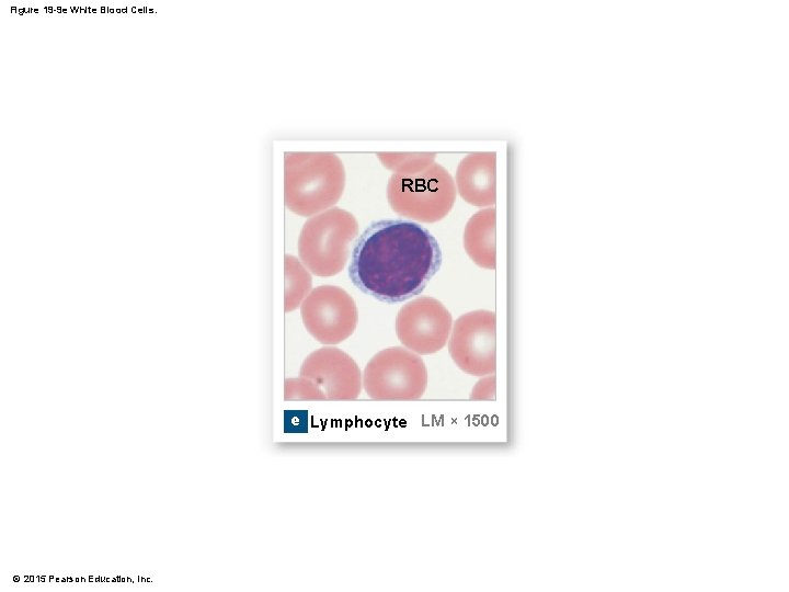 Figure 19 -9 e White Blood Cells. RBC e Lymphocyte LM × 1500 ©