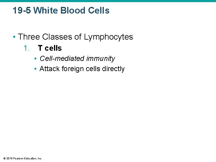 19 -5 White Blood Cells • Three Classes of Lymphocytes 1. T cells •