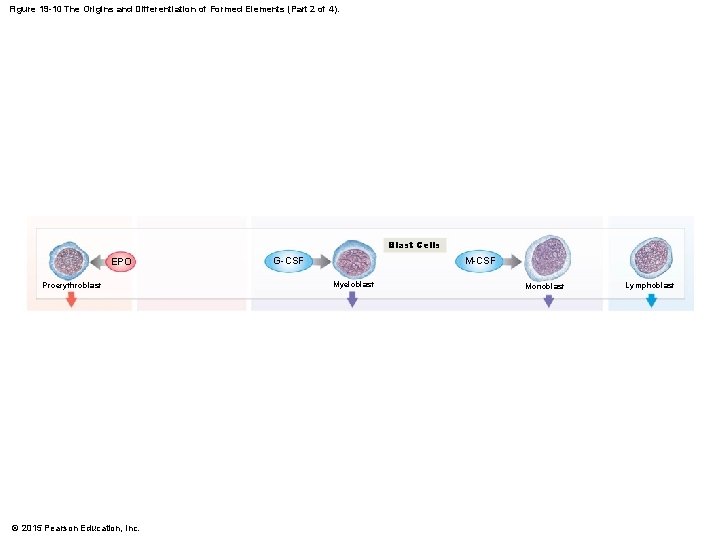 Figure 19 -10 The Origins and Differentiation of Formed Elements (Part 2 of 4).