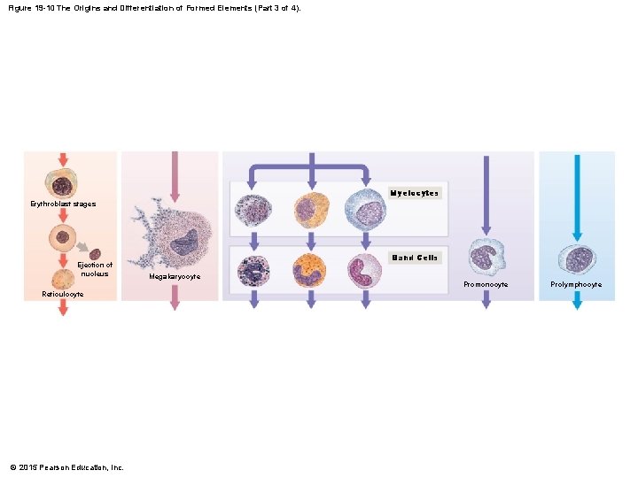 Figure 19 -10 The Origins and Differentiation of Formed Elements (Part 3 of 4).