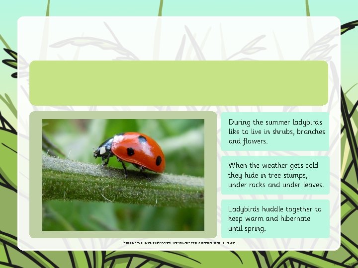 During the summer ladybirds like to live in shrubs, branches and flowers. When the