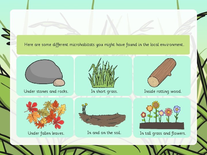 Here are some different microhabitats you might have found in the local environment. Under