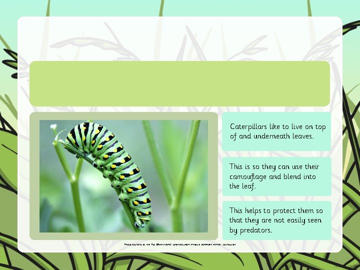 Caterpillars like to live on top of and underneath leaves. This is so they