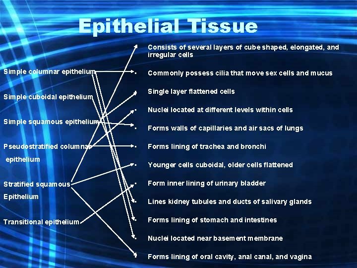 Epithelial Tissue Simple columnar epithelium Simple cuboidal epithelium Simple squamous epithelium Pseudostratified columnar epithelium