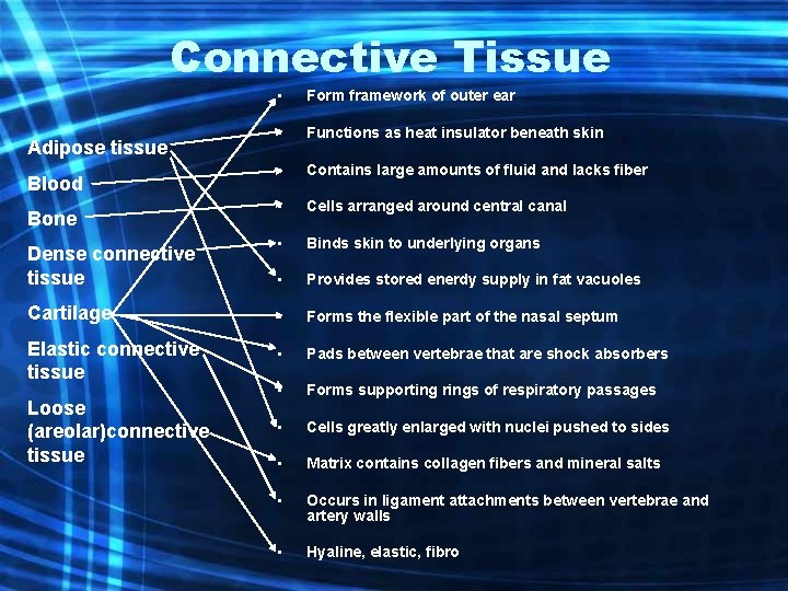 Connective Tissue • Form framework of outer ear • Functions as heat insulator beneath