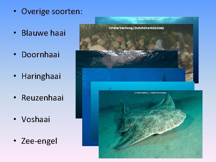  • Overige soorten: • Blauwe haai • Doornhaai • Haringhaai • Reuzenhaai •