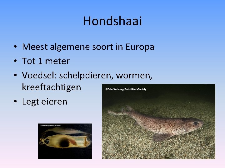 Hondshaai • Meest algemene soort in Europa • Tot 1 meter • Voedsel: schelpdieren,