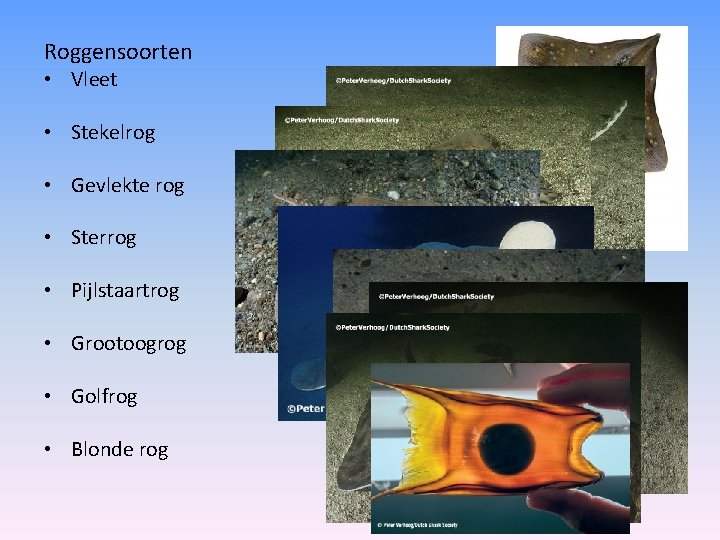 Roggensoorten • Vleet • Stekelrog • Gevlekte rog • Sterrog • Pijlstaartrog • Grootoogrog