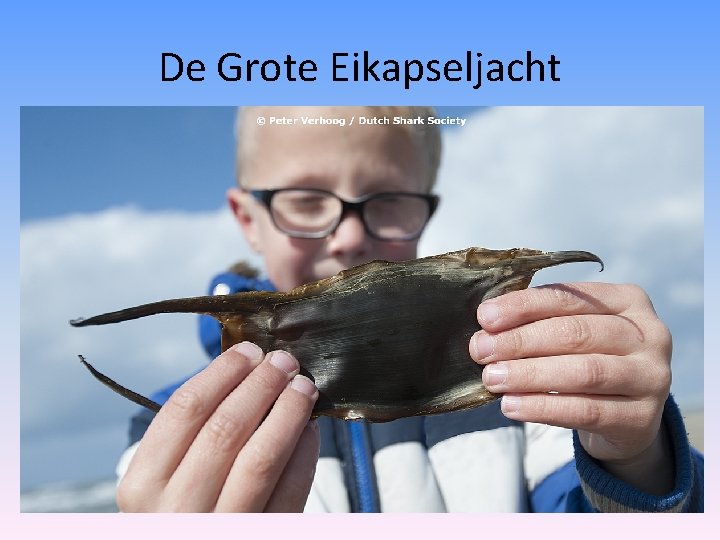 De Grote Eikapseljacht 