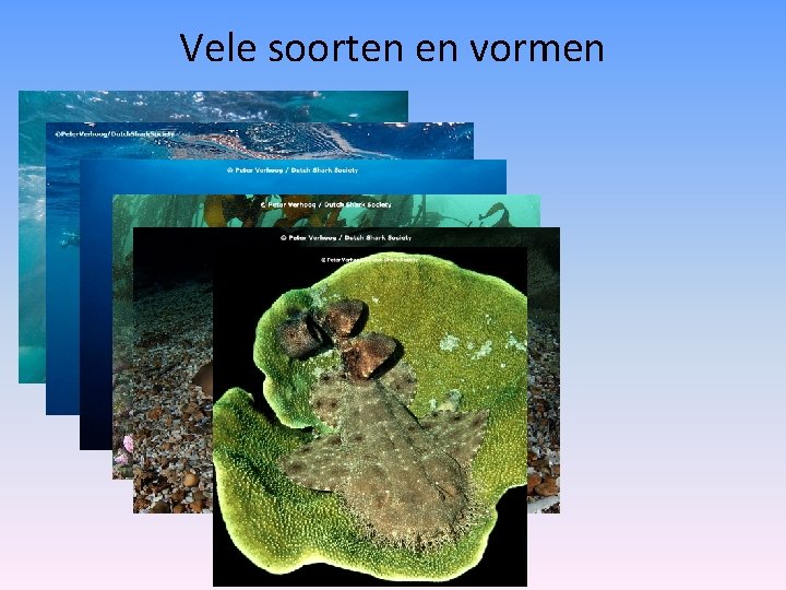 Vele soorten en vormen 