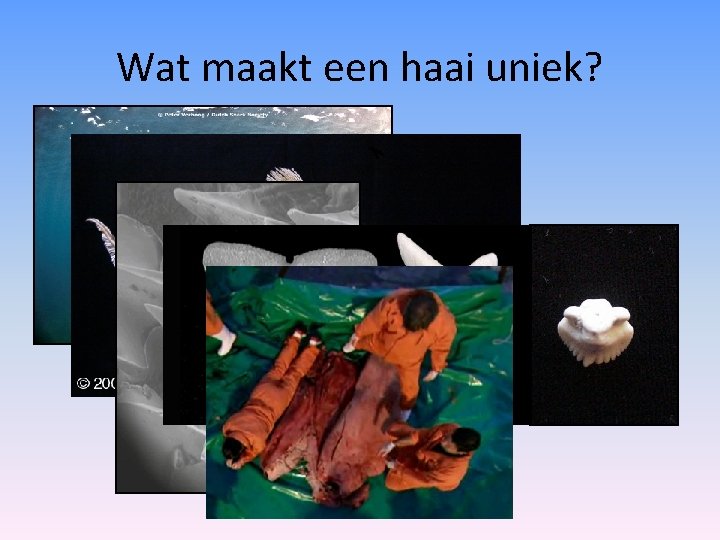 Wat maakt een haai uniek? 