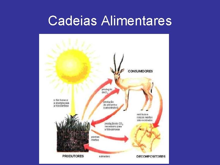 Cadeias Alimentares 