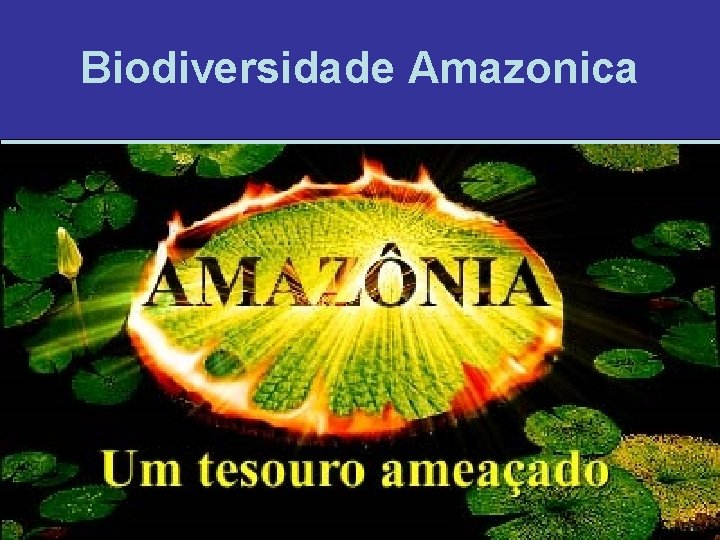 Biodiversidade Amazonica 