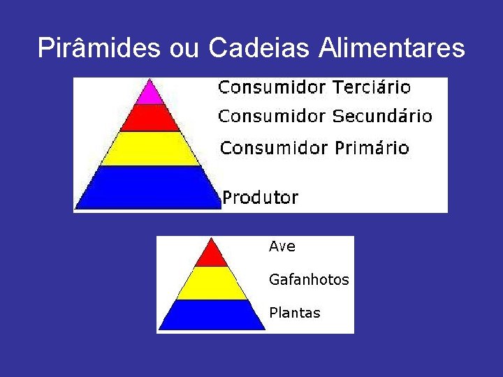 Pirâmides ou Cadeias Alimentares 
