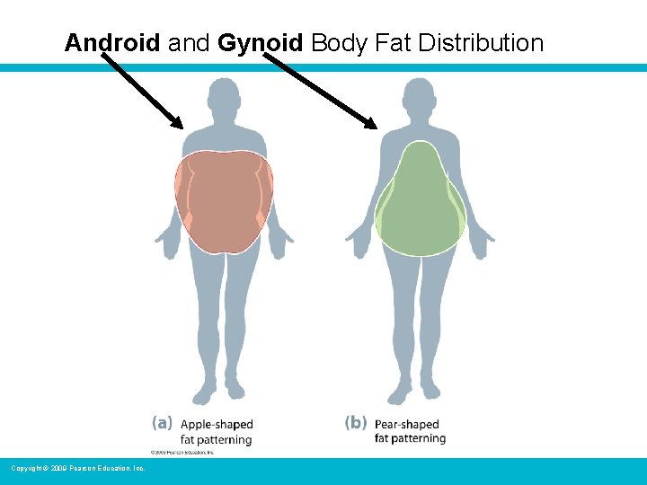 Android and Gynoid Body Fat Distribution Copyright © 2009 Pearson Education, Inc. 