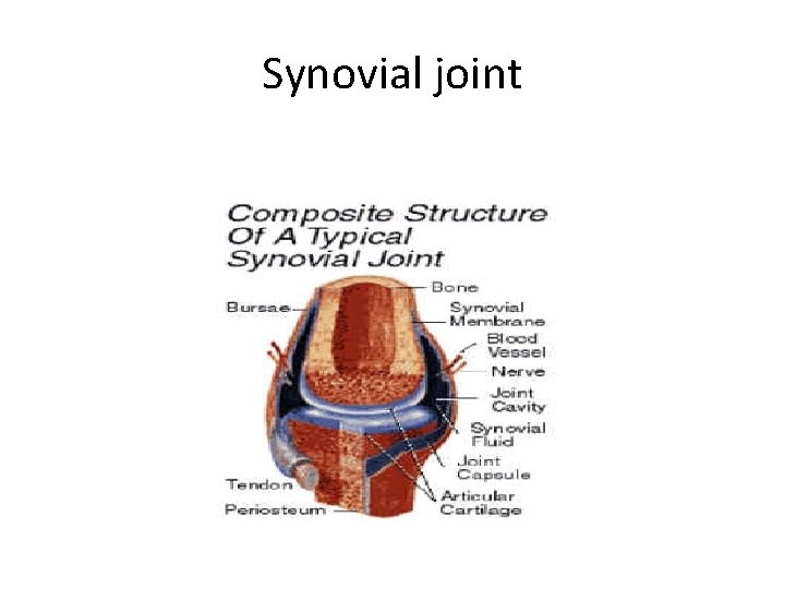 Synovial joint 