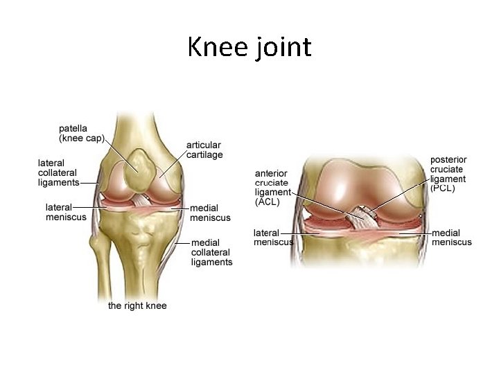 Knee joint 