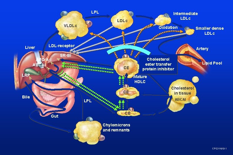 LPL B VLDLc B B LDLc C-II Intermediate LDLc Oxidation B Smaller dense LDLc