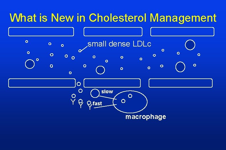 What is New in Cholesterol Management small dense LDLc slow YY fast Y macrophage