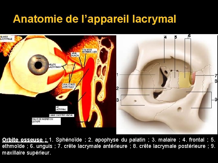 Anatomie de l’appareil lacrymal 4 5 6 Orbite osseuse : 1. Sphénoïde ; 2.