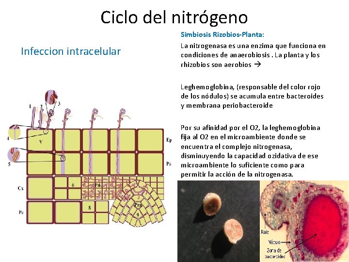 Ciclo del nitrógeno Infeccion intracelular Simbiosis Rizobios-Planta: La nitrogenasa es una enzima que funciona