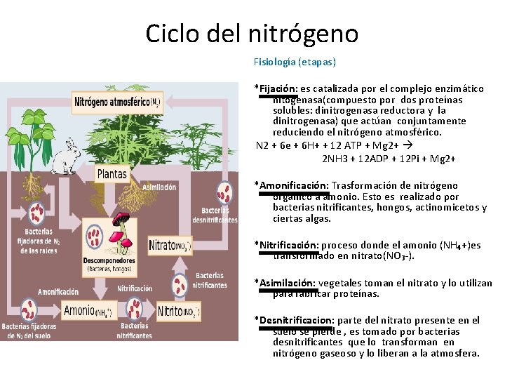 Ciclo del nitrógeno Fisiología (etapas) *Fijación: es catalizada por el complejo enzimático nitogenasa(compuesto por