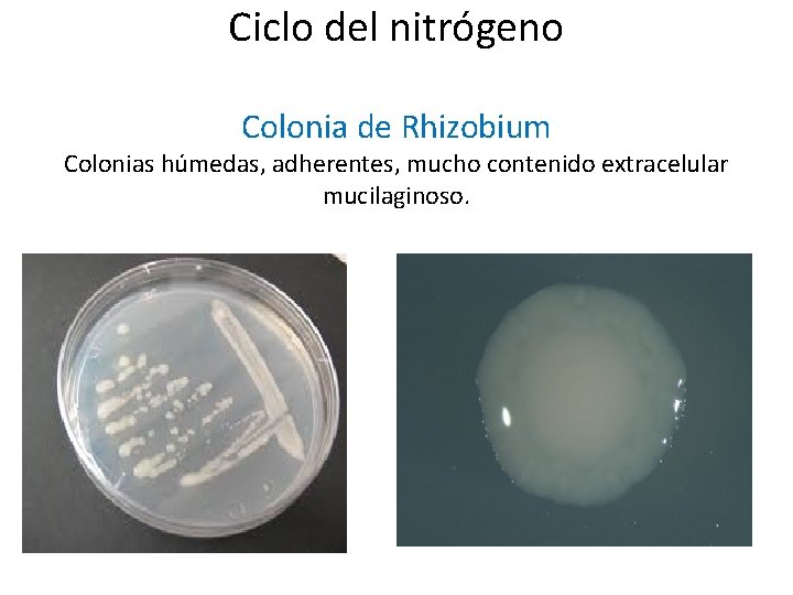 Ciclo del nitrógeno Colonia de Rhizobium Colonias húmedas, adherentes, mucho contenido extracelular mucilaginoso. 