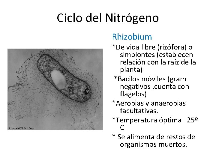 Ciclo del Nitrógeno Rhizobium *De vida libre (rizófora) o simbiontes (establecen relación con la