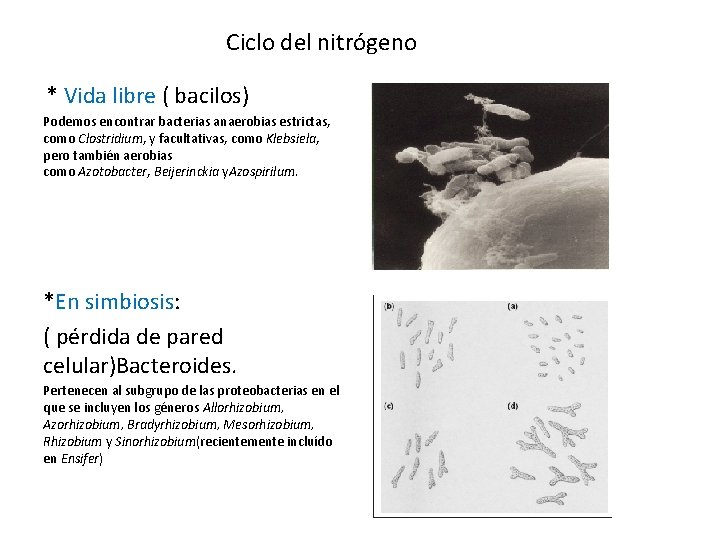  Ciclo del nitrógeno * Vida libre ( bacilos) Podemos encontrar bacterias anaerobias estrictas,