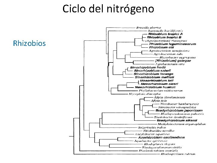 Ciclo del nitrógeno Rhizobios 