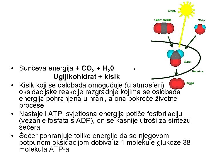  • Sunčeva energija + CO 2 + H 20 Ugljikohidrat + kisik •