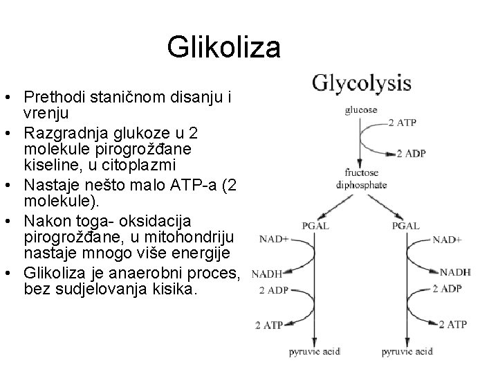 Glikoliza • Prethodi staničnom disanju i vrenju • Razgradnja glukoze u 2 molekule pirogrožđane