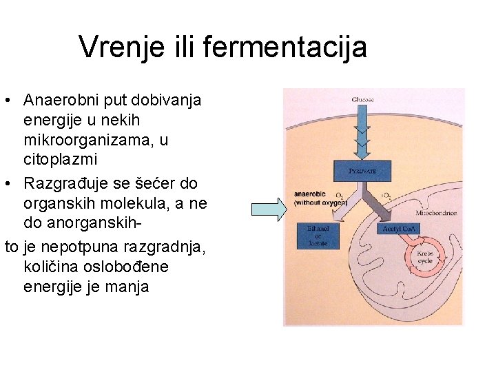 Vrenje ili fermentacija • Anaerobni put dobivanja energije u nekih mikroorganizama, u citoplazmi •