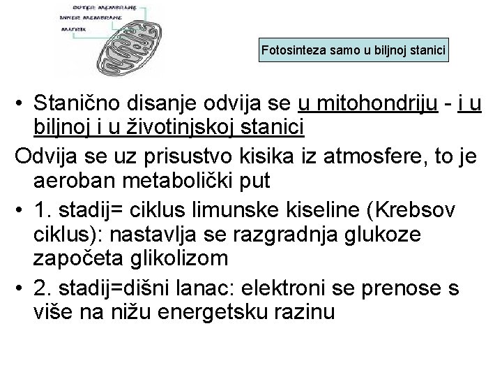 Fotosinteza samo u biljnoj stanici • Stanično disanje odvija se u mitohondriju - i